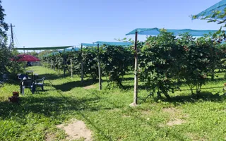 Plantatie de Muri Baicoi 10.000 mp Afacere la cheie! - Poză 12