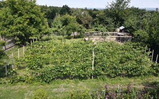 Ferma agricola, plantatii de mure, trandafiri, vita-de-vie - Poză 4