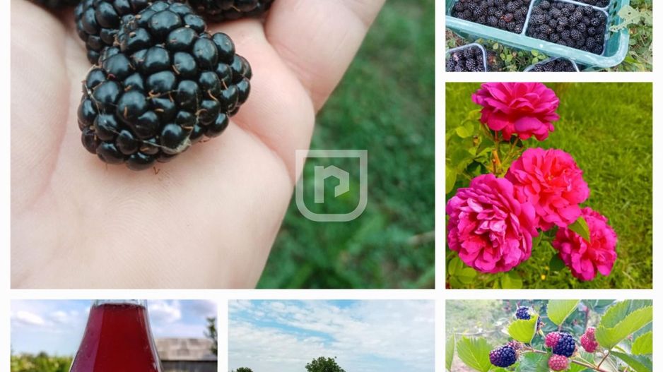 Ferma agricola, plantatii de mure, trandafiri, vita-de-vie - Poză 17