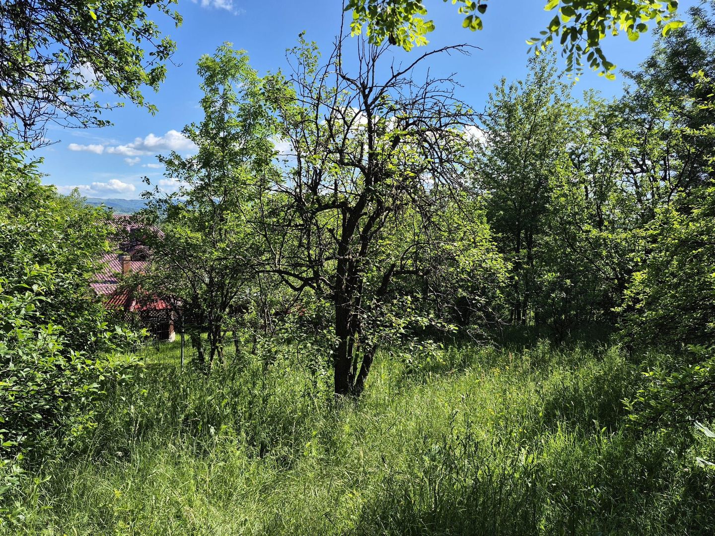 Teren intravilan 1290 mp Plaiu-Provita de Sus - Poză 13