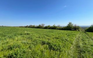 Teren agricol de 40 ari în Ghidighici – oportunitate pentru investiție sau activitate agricolă - Poză 5
