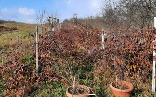 Casa Cabana de vacanta -100 MP +bucatarie vara- 2000 mp teren Dumitra - Poză 3