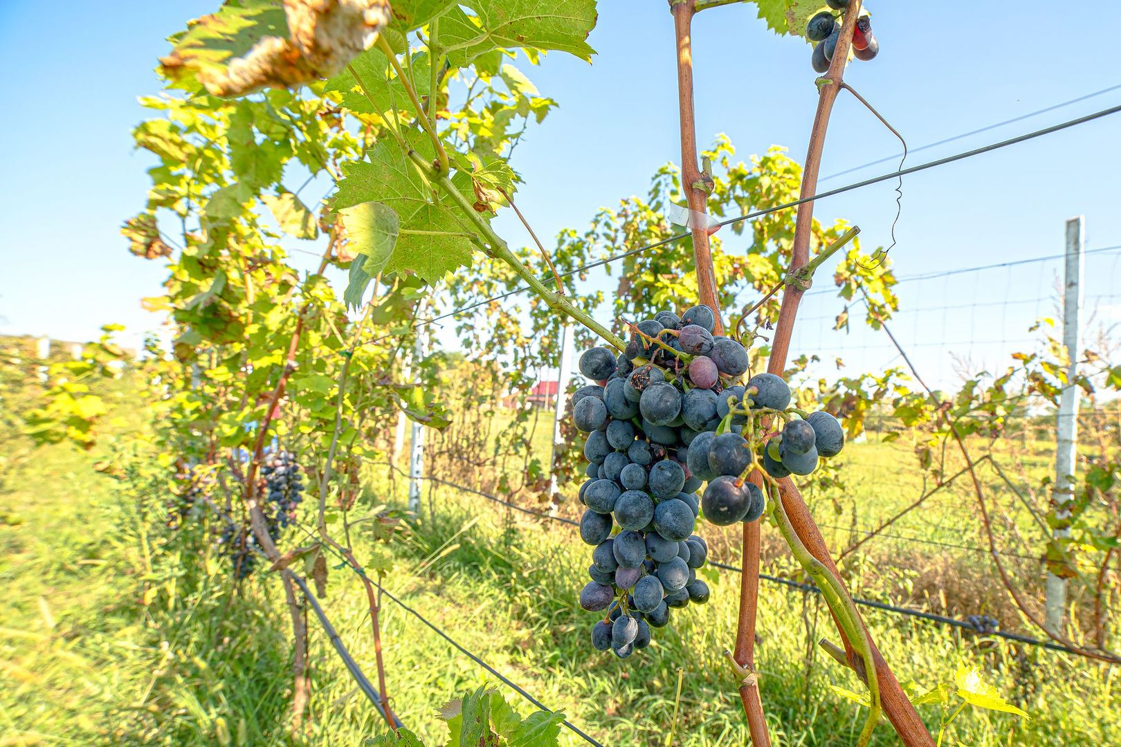 Pret redus Teren generos, intravilan in Șimand - Poză 5