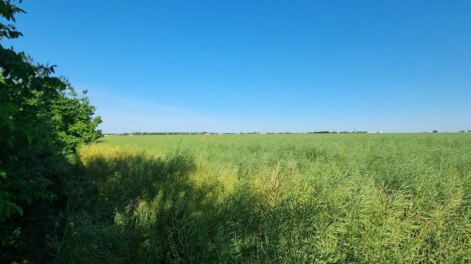 Ferma de Cultura Mare 1100 HA - Poză 6