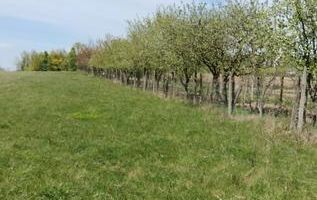Teren extravilan 7.200 mp, Bordea - Grajduri, oportunitate investiție - Poză 7