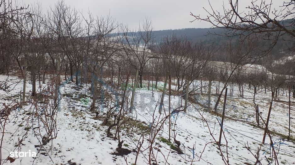 Teren intravilan 704 mp, acces asfaltat, priveliste Padurea Breazu - Poză 13