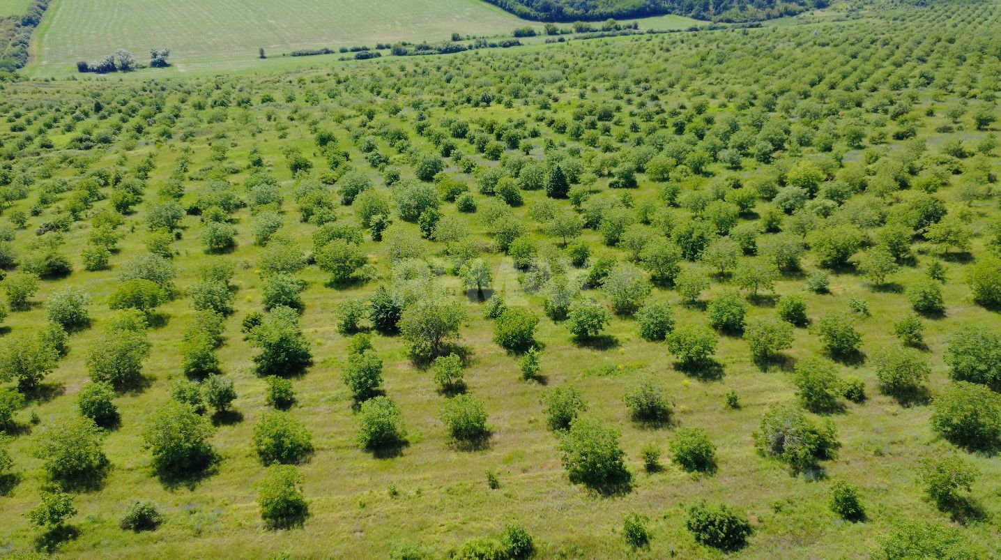 Teren Agricol, 11 HA, Bulăiești, Orhei - Poză 4