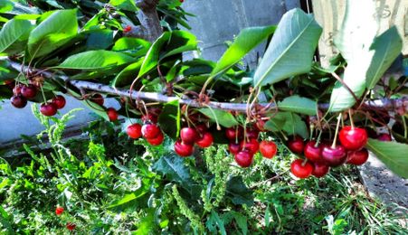 Cumpana | Spațiu și curte generoasă! | Casa familiei tale!