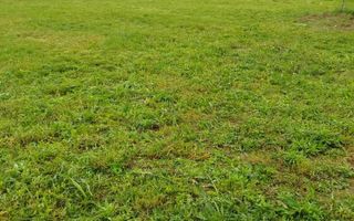 Grădină 862 mp cu cabanuta și pomi fructiferi – între Tălmaciu și Sadu - Poză 6