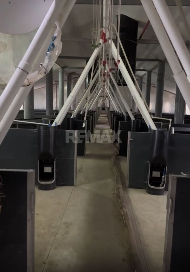 De Vânzare: Hală Modernă pentru Creșterea Porcilor – Complet Automatizată - Poză 5