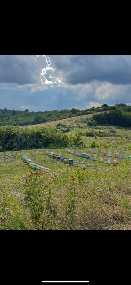 De vanzare teren in comuna schitu duca cu iaz de peste si salcami - Poză 2