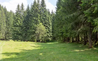 Teren intravilan | Moieciu de Sus | 12307 | PUZ - Poză 18