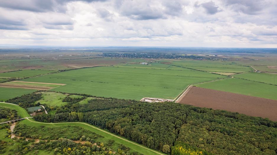 Teren 1584 Hectare pe lunca Mureșului - Poză 2