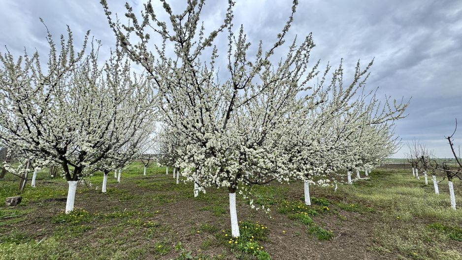 Livada+gradina, teren intravilan 2902mp, Damienesti-Bacau, comision 0 - Poză 2
