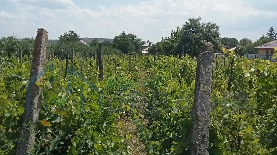 Teren intravilan de vânzare în Războieni, comuna Ion Neculce, Iași - Poză 1