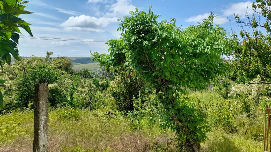 Casă cu teren de 1.470 mp de vânzare – Fântânele, Scânteiești - Poză 41