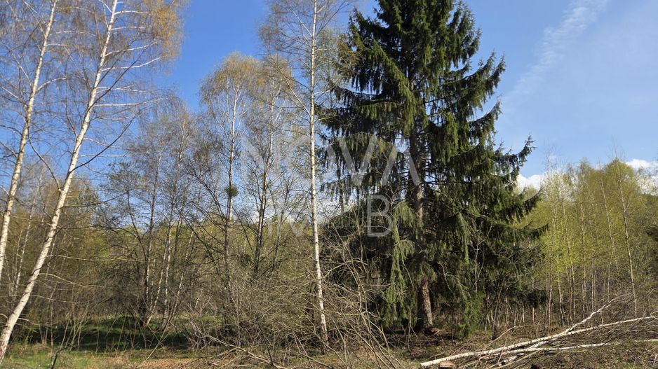 Teren intravilan de vanzare - Vistisoara - Poză 5