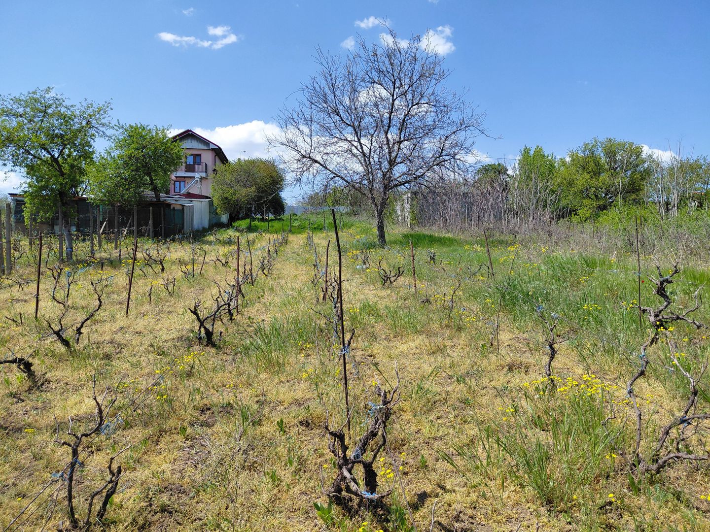 Teren intravilan 3.250 mp în Filești – Ideal pentru casă sau investiție! - Poză 2