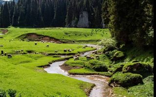Pensiune Padis 10 camere - Poză 7