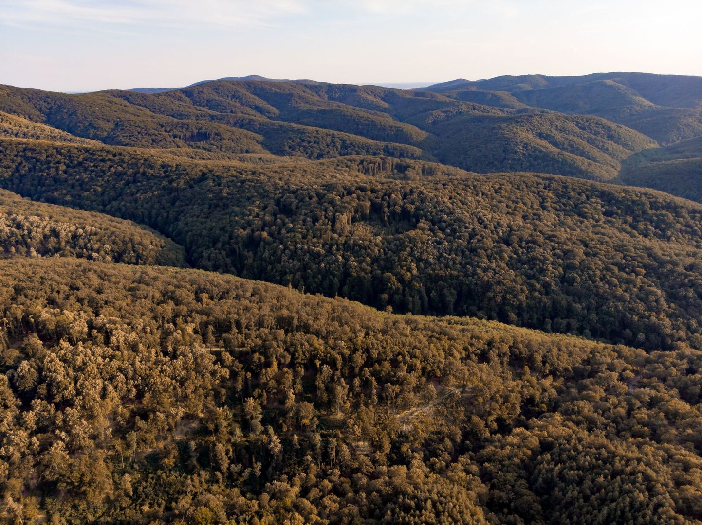 Pădure fag 51 ha în Petriș - Poză 1