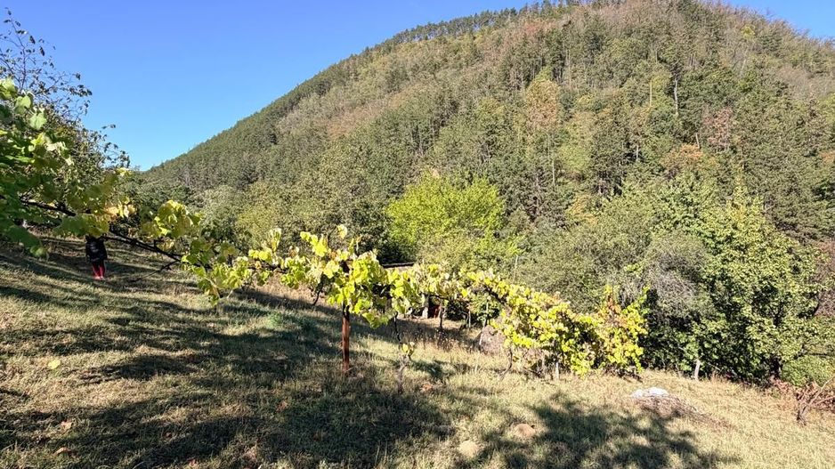 Casa de vanzare 1500 mp Cugir zona linistita - Poză 12