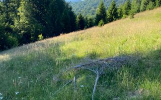 Teren 14400 mp la iesire din Rasnov inspre Pârâul Rece-Trei Brazi - Poză 9