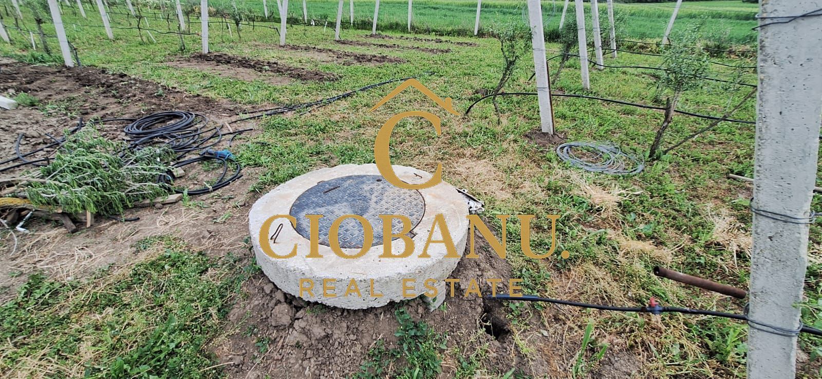 Teren intravilan cu PLANTATIE DE GOJII de vanzare in Racari - Poză 8