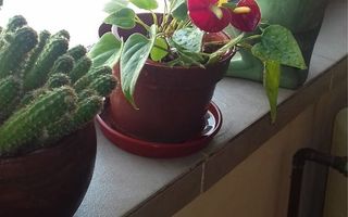 Inchiriez apartament 2 camere zona Dacia - Poză 7