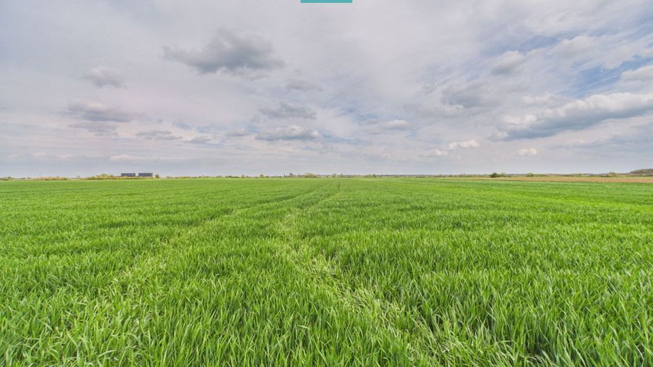 Teren extravilan 19.900 mp – Giroc centură - Poză 2