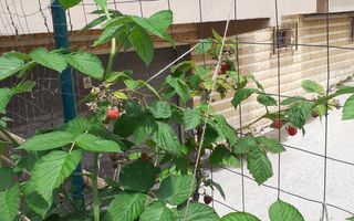 Apartament de vanzare | 2 camere | Sisesti - Poză 7