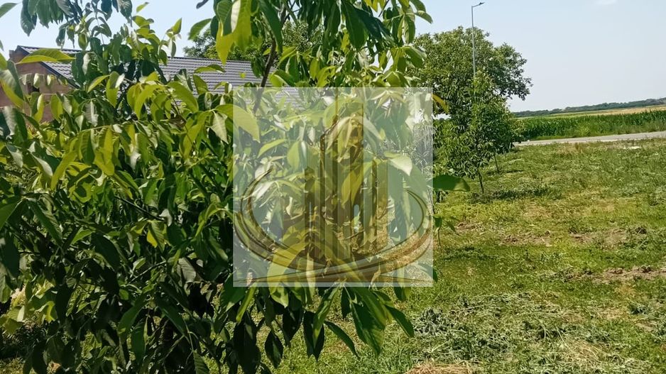 Vand/Schimb Livada Belint 16000mp - Poză 17