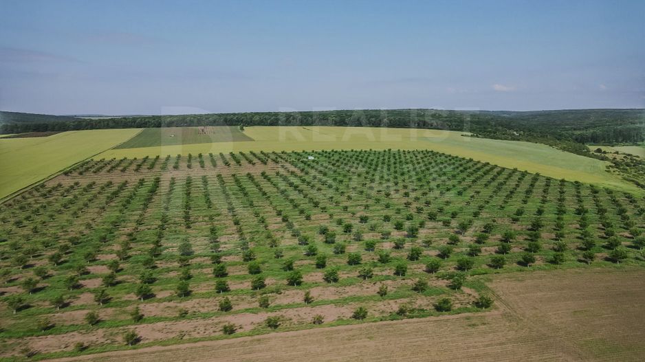 Vînzare, teren agricol, 25,3 ha, s. Peresecina, Orhei. - Poză 2