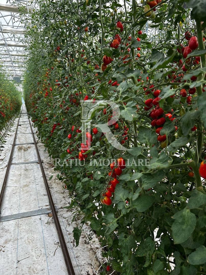 Complex agroindustrial de închiriat | Sere 3.300 mp - Poză 8