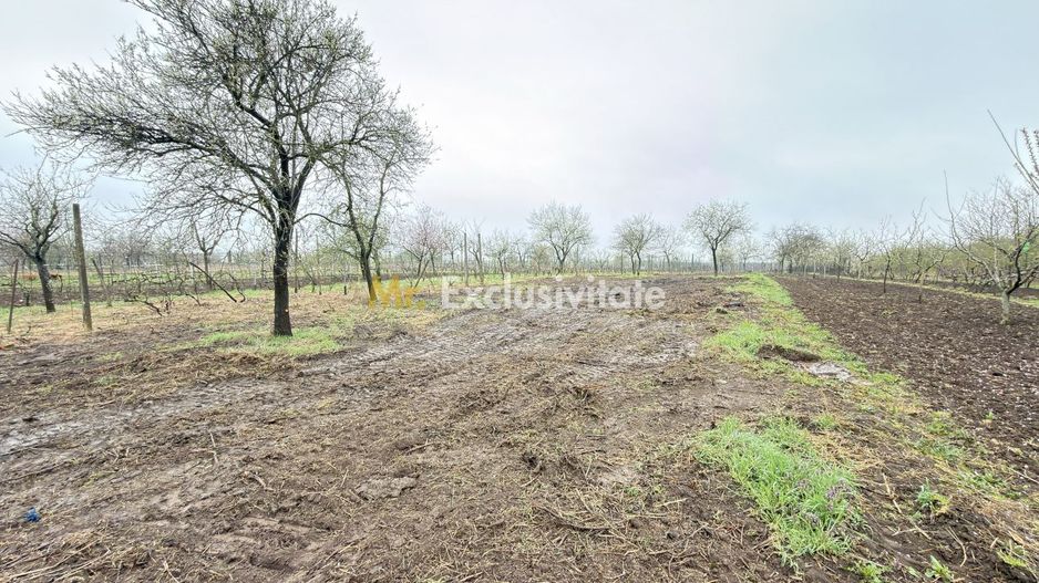 De vânzare 2 Case de vinificație cu Teren 4108 mp - Grădina Viilor - Carei - Poză 10