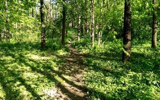 Teren forestier de 10.000 mp în zona Bucium, Iași – Oportunitate de investiție - Poză 3