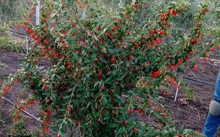 Teren intravilan cu PLANTATIE DE GOJII de vanzare in Racari - Poză 21