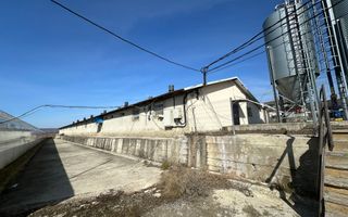 De Vânzare: Hală Modernă pentru Creșterea Porcilor – Complet Automatizată - Poză 3
