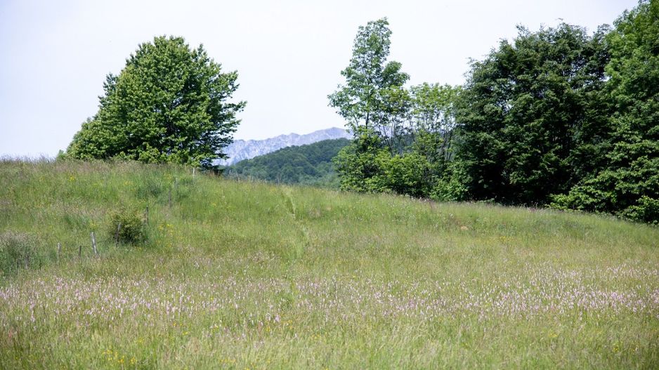 Teren intravilan - 1.050 mp în Bran cu utilitati – priveliște Bucegi - Poză 7