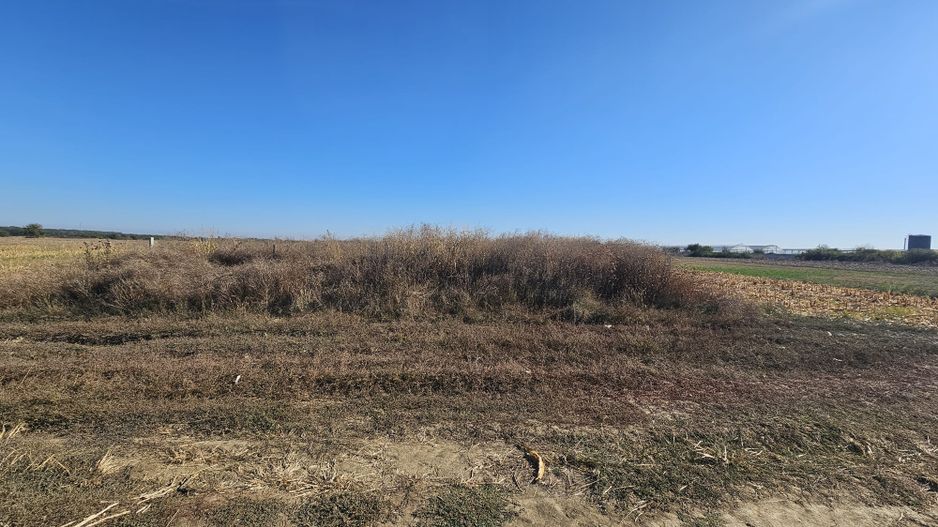 Teren intravilan arabil de vânzare – Copăceni - Ilfov | 1.148 mp - Poză 3