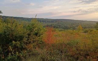 Teren de vanzare | Hidiselul de Sus | Bihor - Poză 5