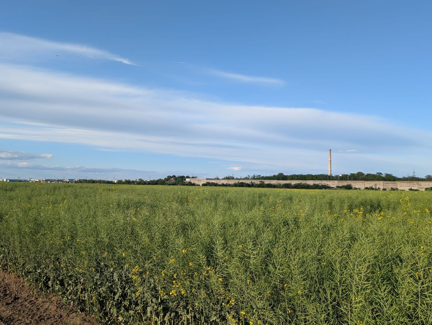 Teren de vanzare Domnești - Str. Narciselor - 20312mp - Poză 5