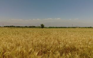 1.500 ha Teren agricol și pășune (Vestul României)