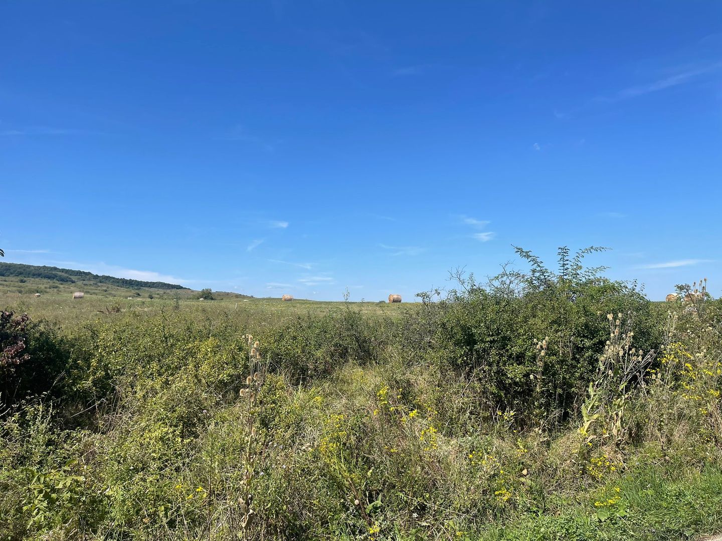 Teren Intravilan | Padureni | Investiție | 27000 mp - Poză 4