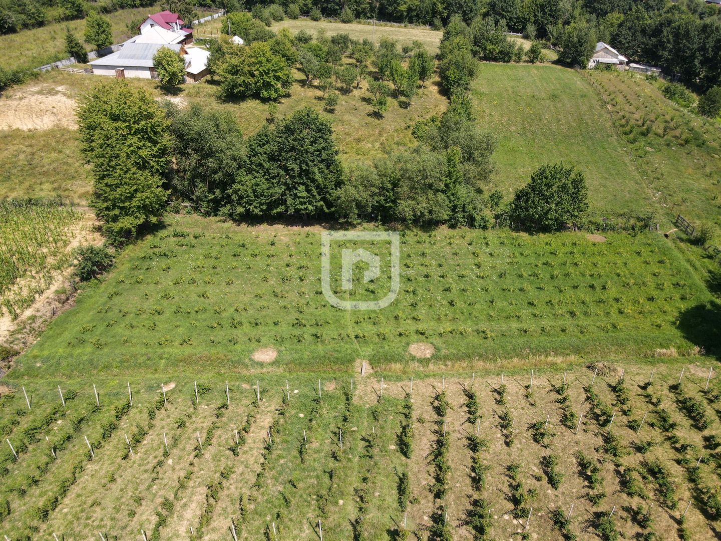 Ferma agricola, plantatii de mure, trandafiri, vita-de-vie - Poză 2
