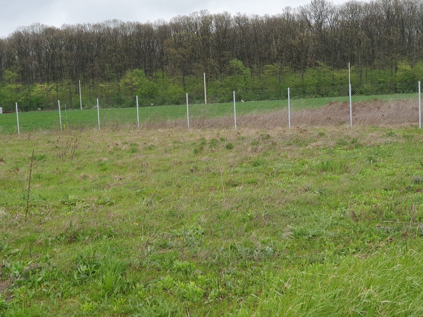 Teren 1500 mp Ghermanesti in proximitatea padurii str Nicopole - Poză 5