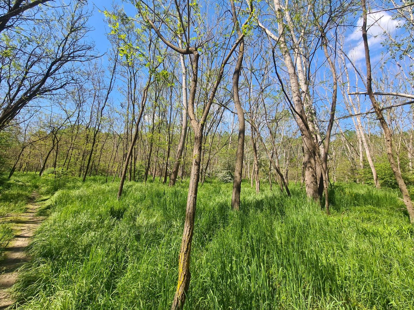 Teren de vanzare / Dem Radulescu - Poză 3
