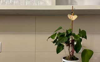 Oferta inchiriata - Apartament 3 camere - de inchiriat - Dacia - Poză 6