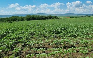 Teren extravilan Miroslava, zona Ferma Liliac – 722 mp – oportunitate de investiție – 10.000 euro - Poză 4