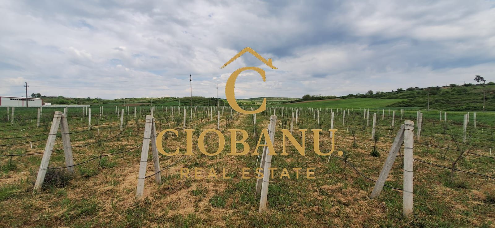 Teren intravilan cu PLANTATIE DE GOJII de vanzare in Racari - Poză 26
