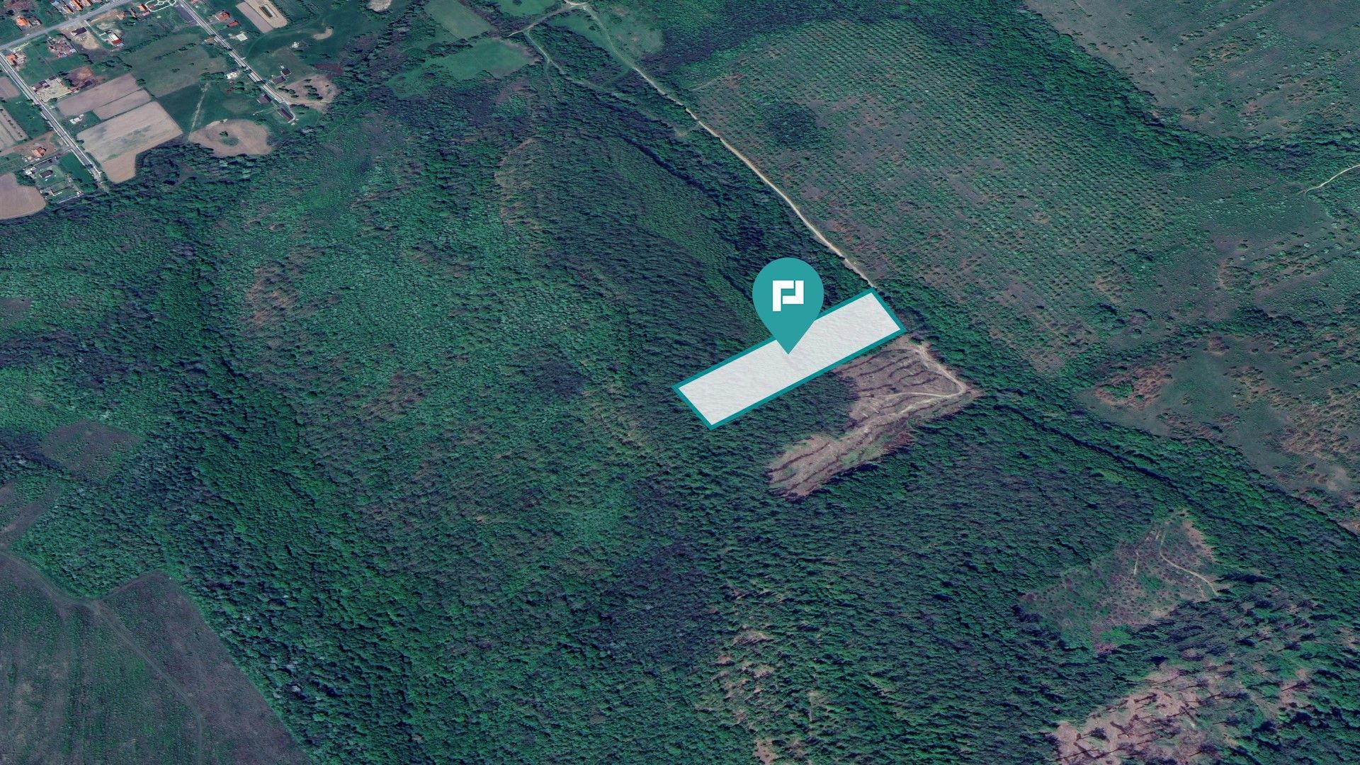 Pădure de foioase – Dorgoş, judeţul Arad - Poză 2